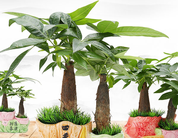 桌面小发财树