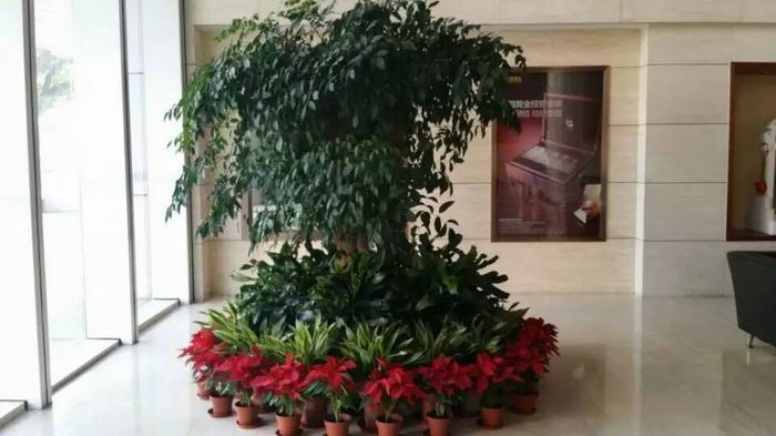 幸福树花坛组合