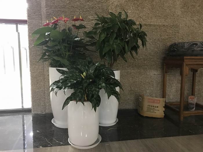 植物组合