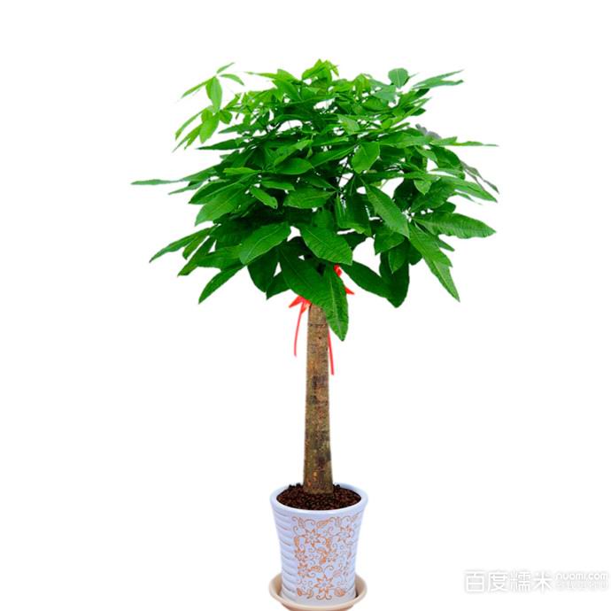 五鞭发财树