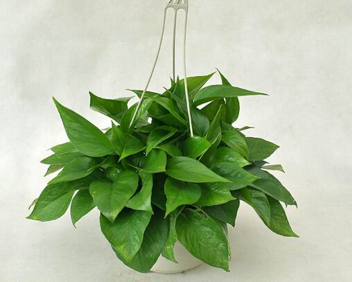 绿萝吊兰