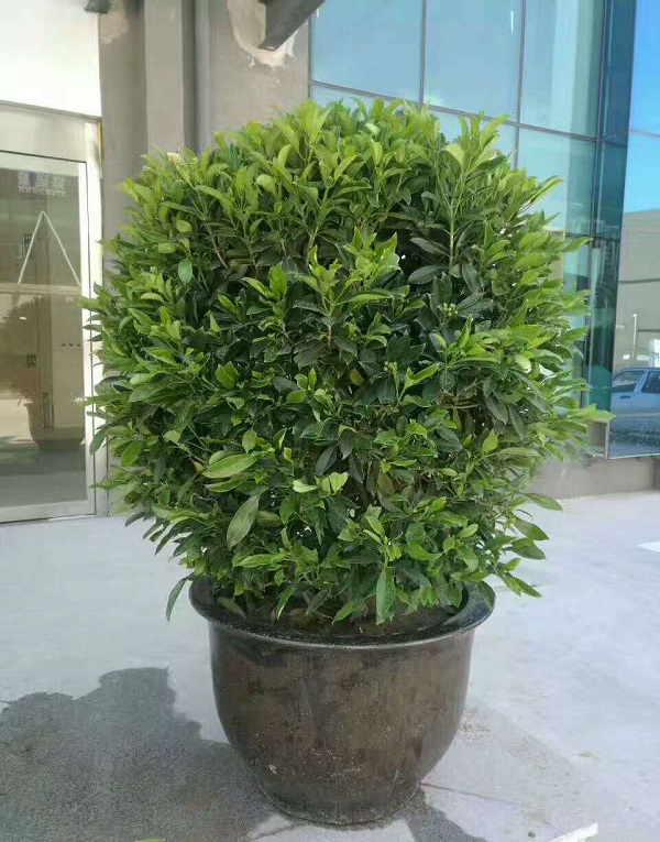 绿植租摆