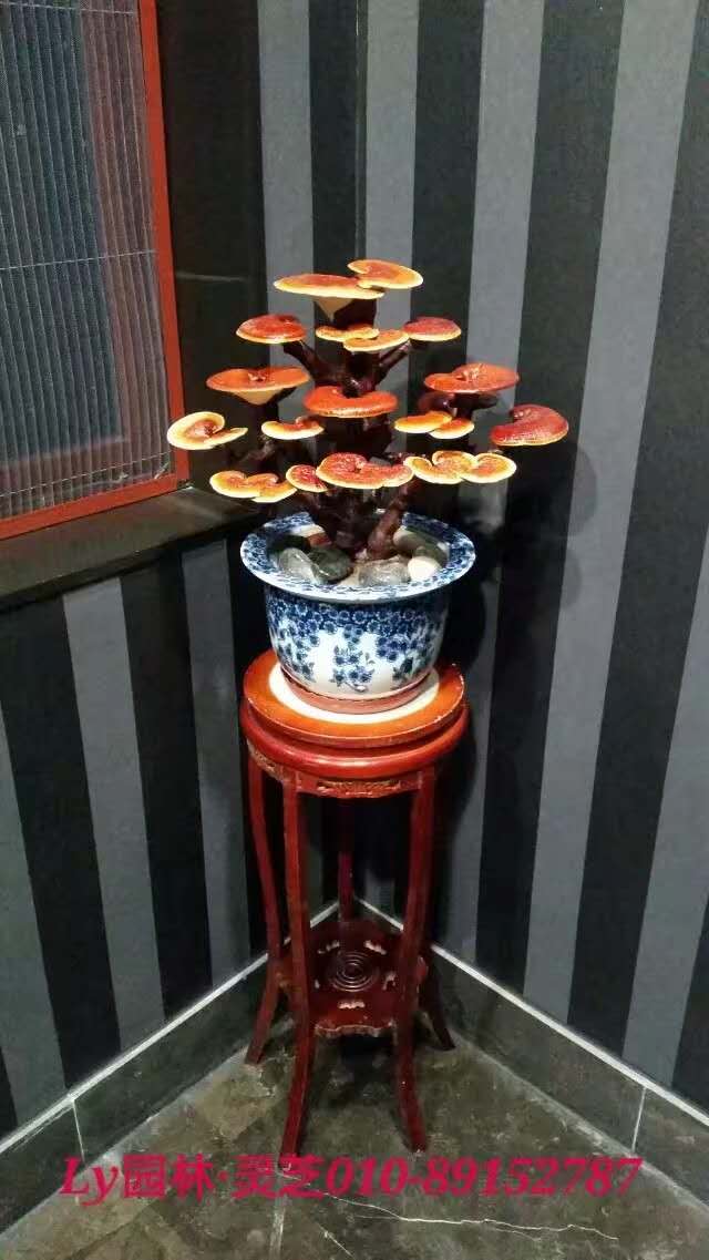 盆栽灵芝