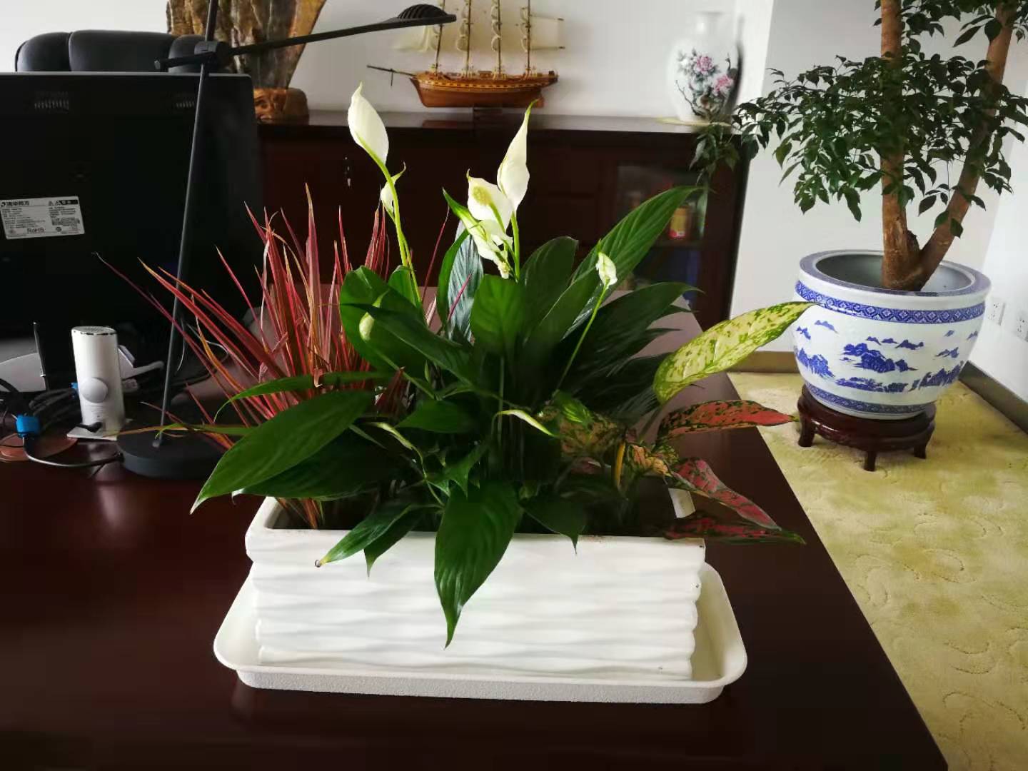 桌面小盆栽组合