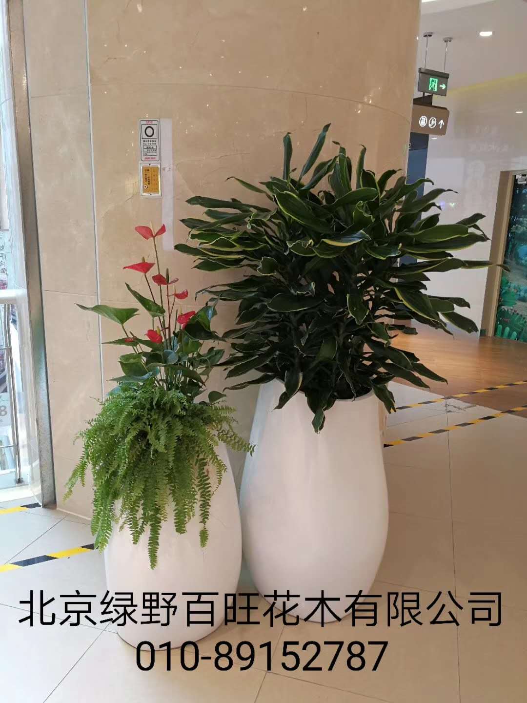 绿植组合