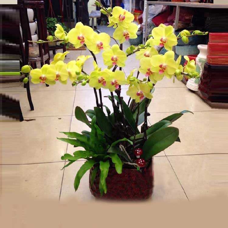 黄色蝴蝶兰